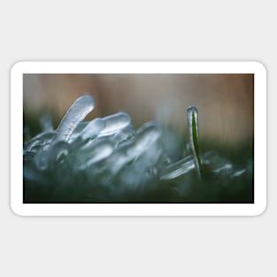 Frozen Grass Blades Sticker